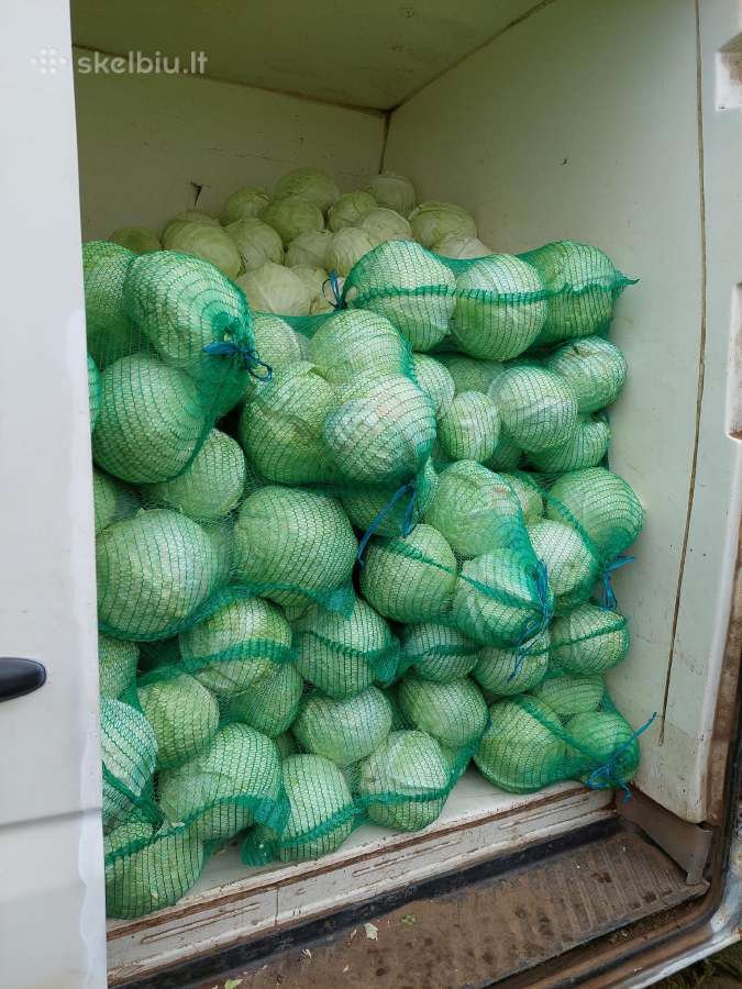 Parduodami kopūstai. - nuotraukos Nr. 2