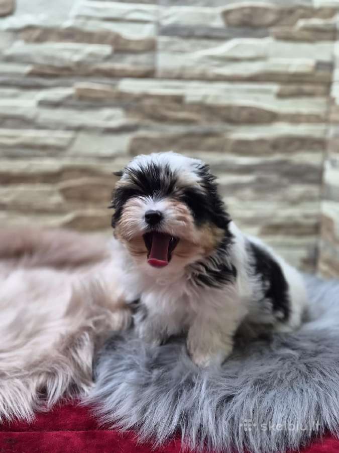 Kilminga byverio kalytė - nuotraukos Nr. 10
