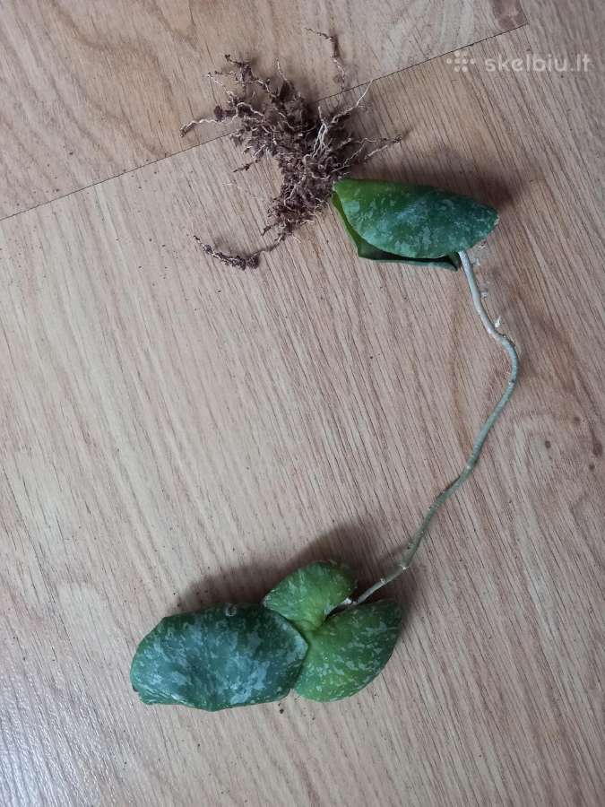 Hoya imbricata - nuotraukos Nr. 2