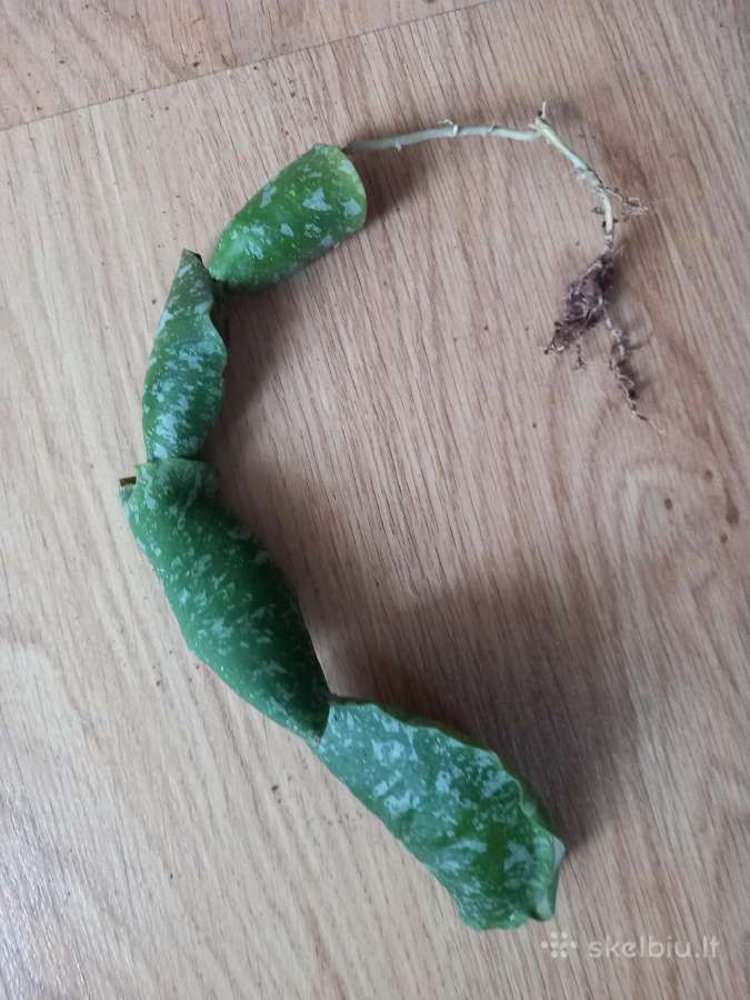 Hoya imbricata - nuotraukos Nr. 3
