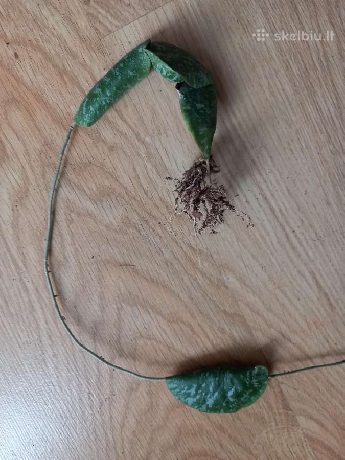 Hoya imbricata - nuotraukos Nr. 4