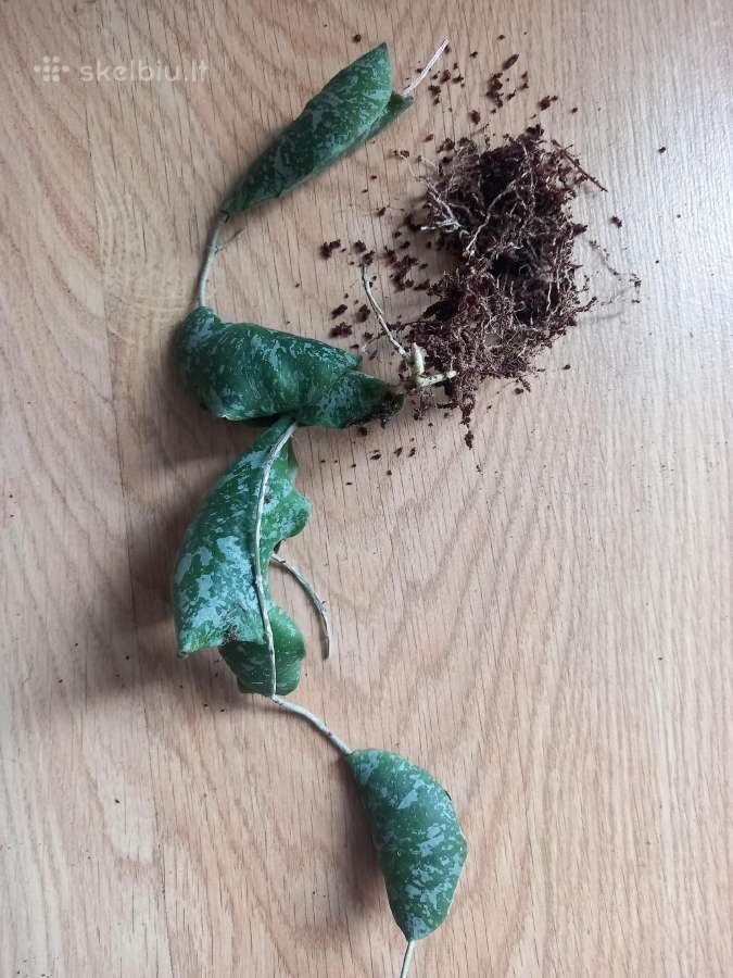 Hoya imbricata - nuotraukos Nr. 2