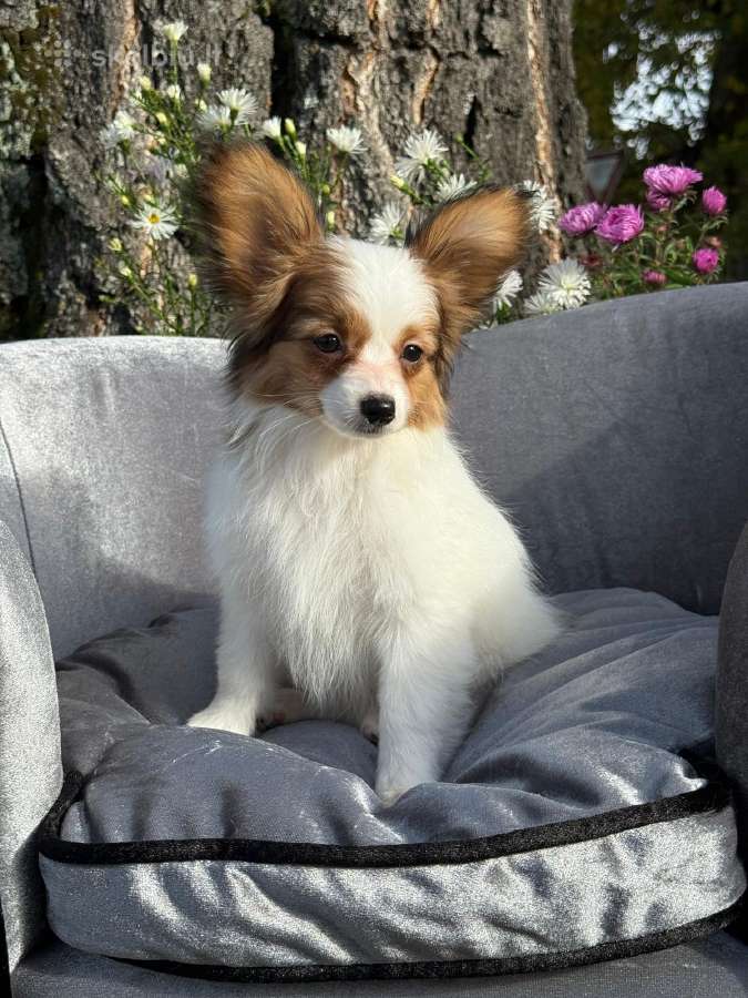 Papillon - nuotraukos Nr. 2