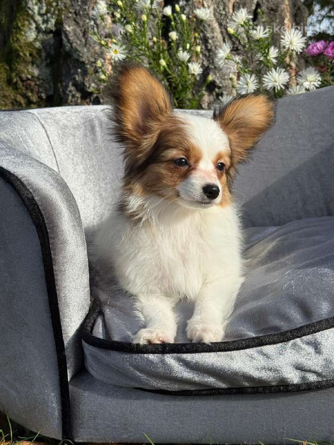 Papillon - nuotraukos Nr. 3