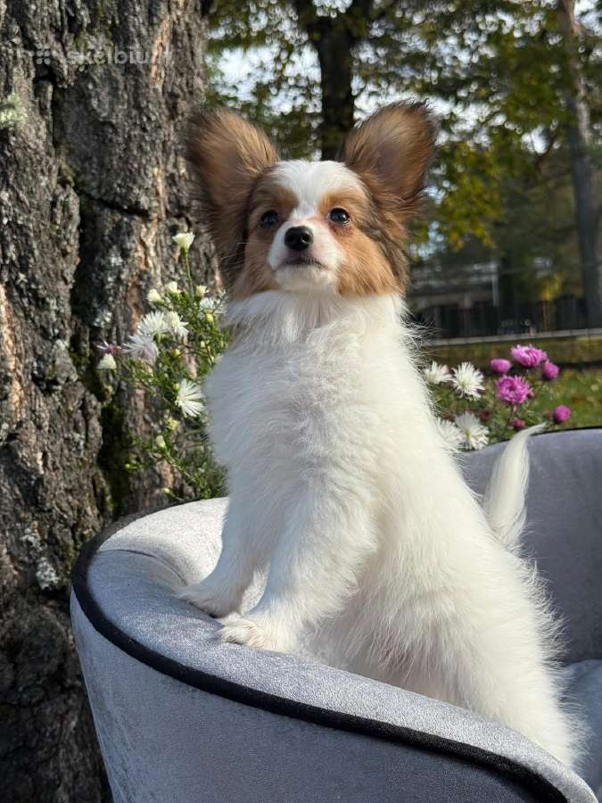 Papillon - nuotraukos Nr. 4