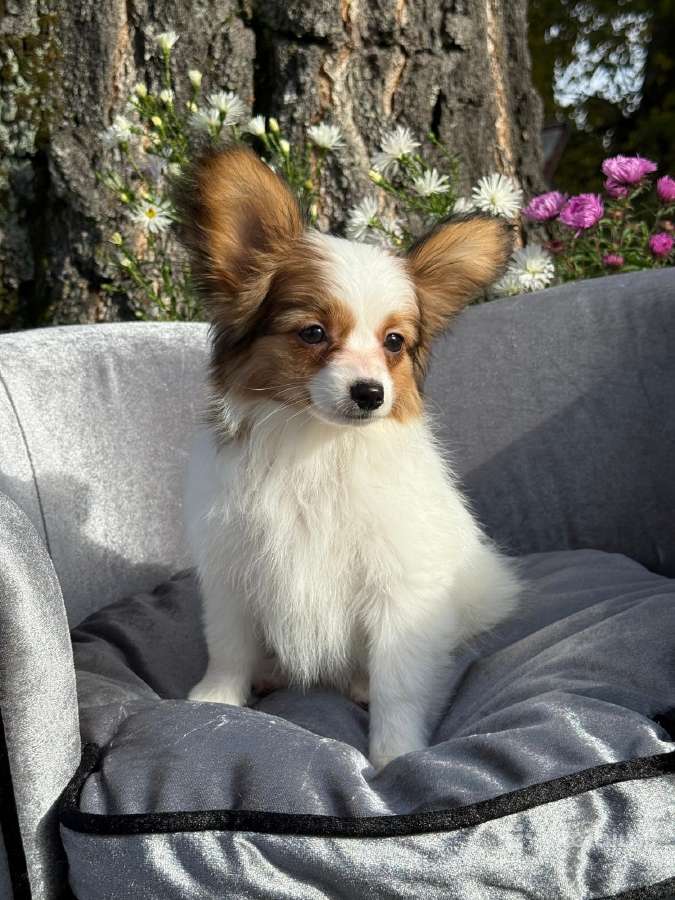 Papillon - nuotraukos Nr. 5