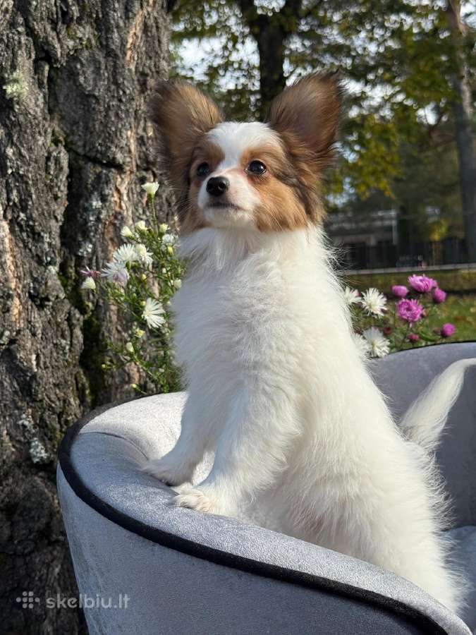 Papillon - nuotraukos Nr. 7