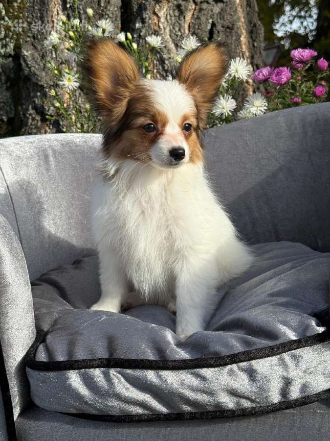 Papillon - nuotraukos Nr. 8