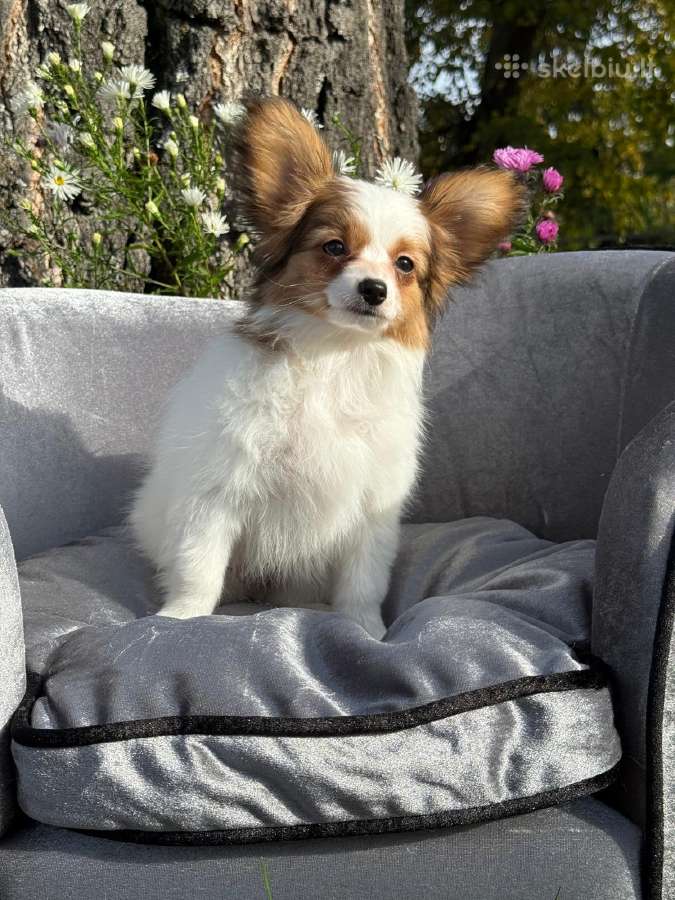 Papillon - nuotraukos Nr. 9