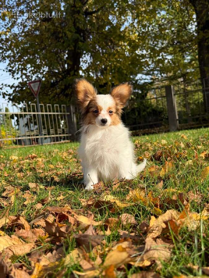 Papillon - nuotraukos Nr. 10