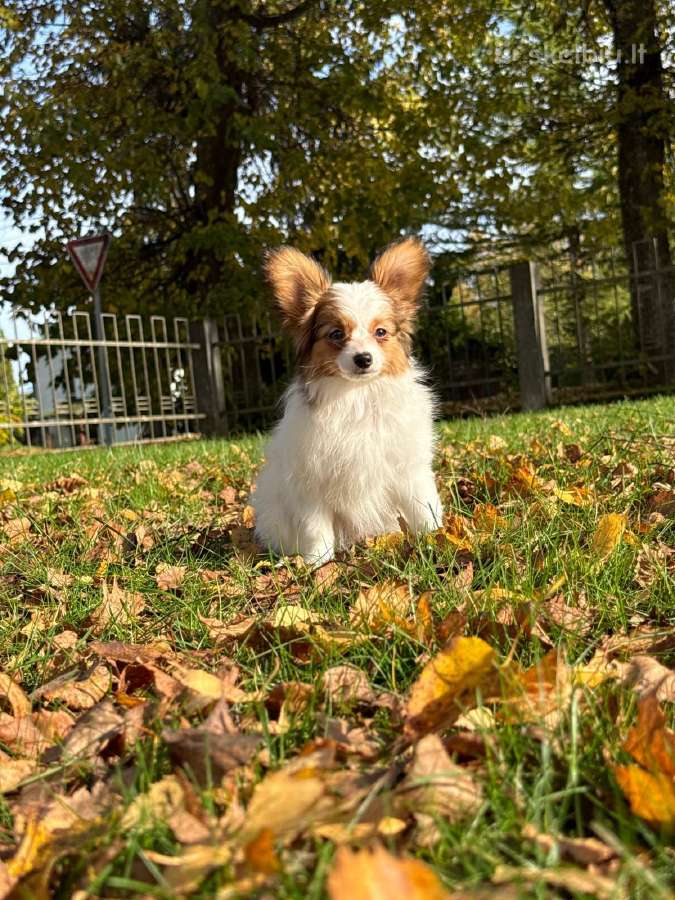 Papillon - nuotraukos Nr. 12