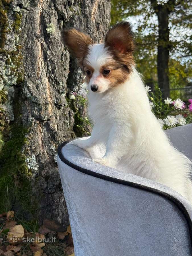 Papillon - nuotraukos Nr. 13