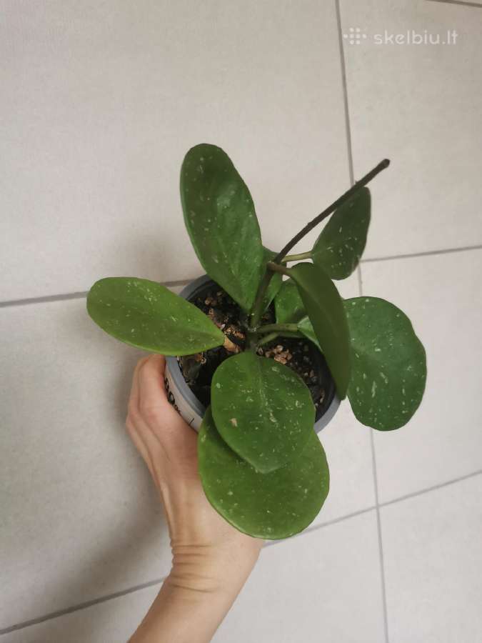 Hoya Obovata - nuotraukos Nr. 2