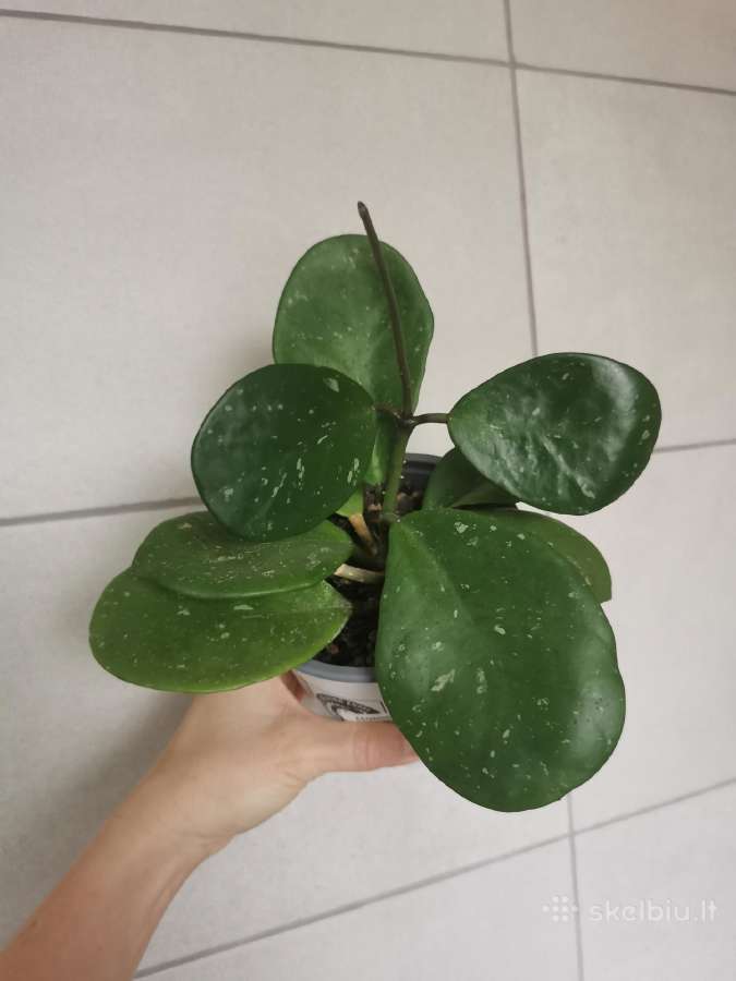 Hoya Obovata - nuotraukos Nr. 3