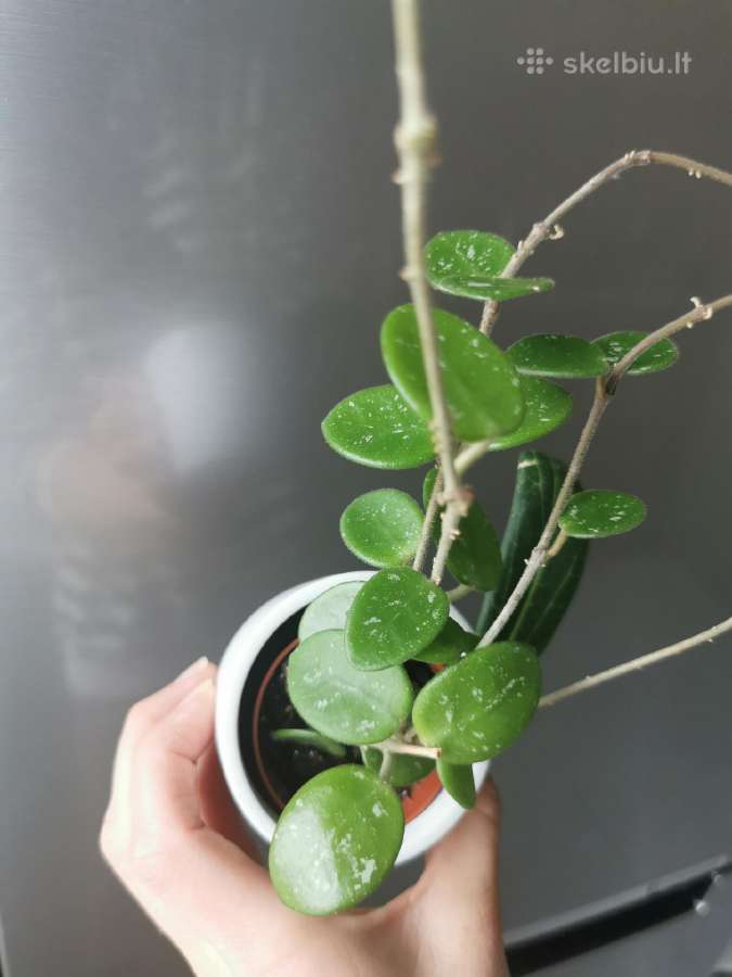 Hoya Mathilde - nuotraukos Nr. 2