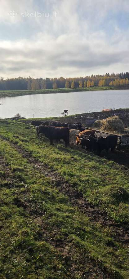Parduodami Hailendai kelme - nuotraukos Nr. 2