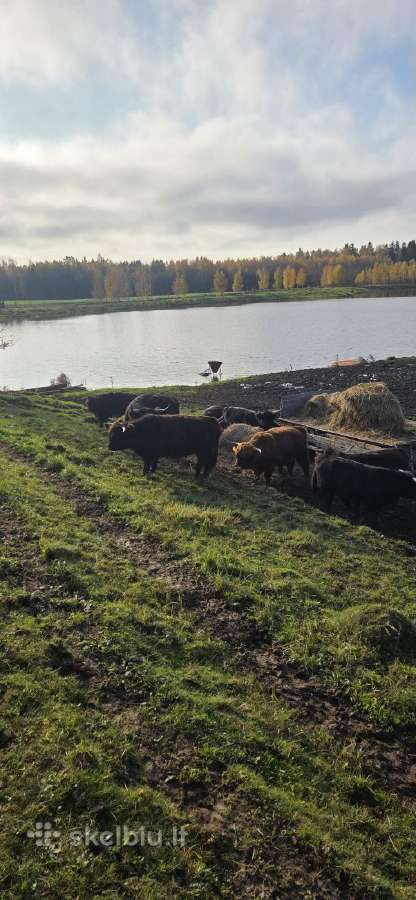 Parduodami Hailendai kelme - nuotraukos Nr. 3