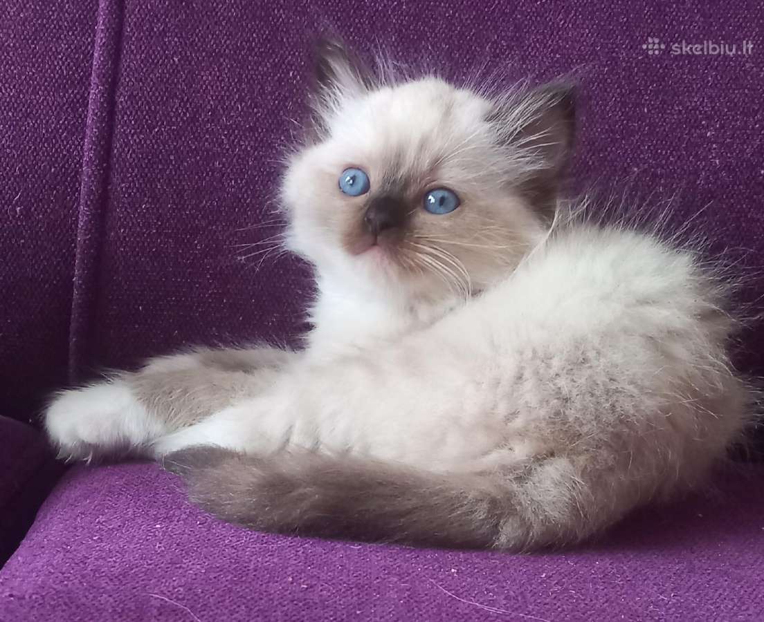 Beautiful Ragdoll kittens with pedigrees - nuotraukos Nr. 2