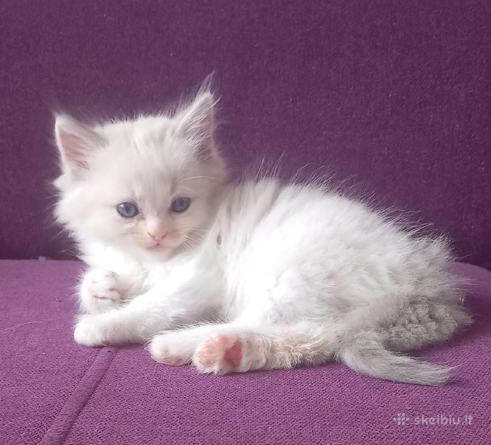 Beautiful Ragdoll kittens with pedigrees - nuotraukos Nr. 3