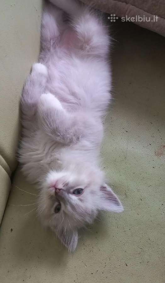 Beautiful Ragdoll kittens with pedigrees - nuotraukos Nr. 4