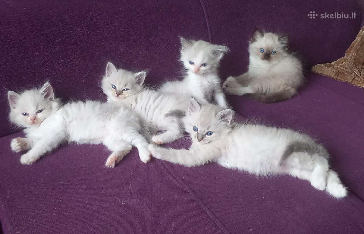 Beautiful Ragdoll kittens with pedigrees - nuotraukos Nr. 5
