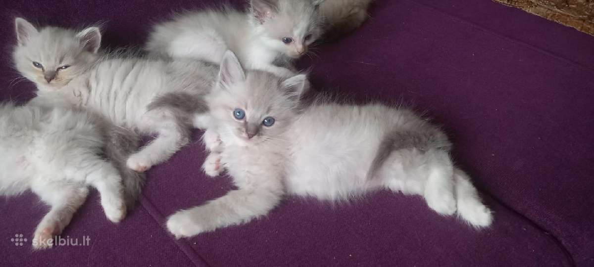 Beautiful Ragdoll kittens with pedigrees - nuotraukos Nr. 6