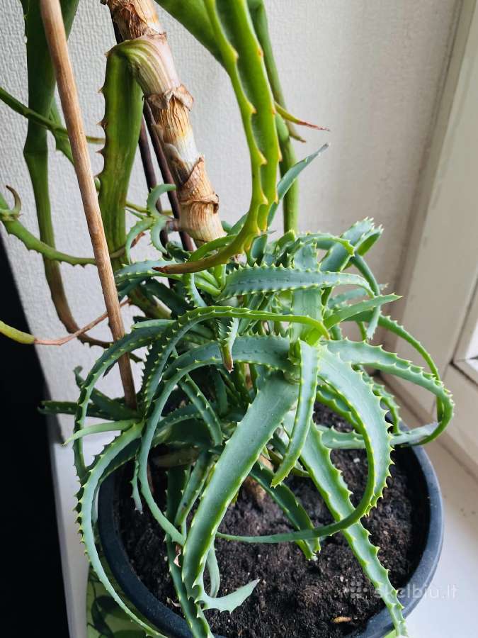 Parduodamas didelis Alijošius - nuotraukos Nr. 2