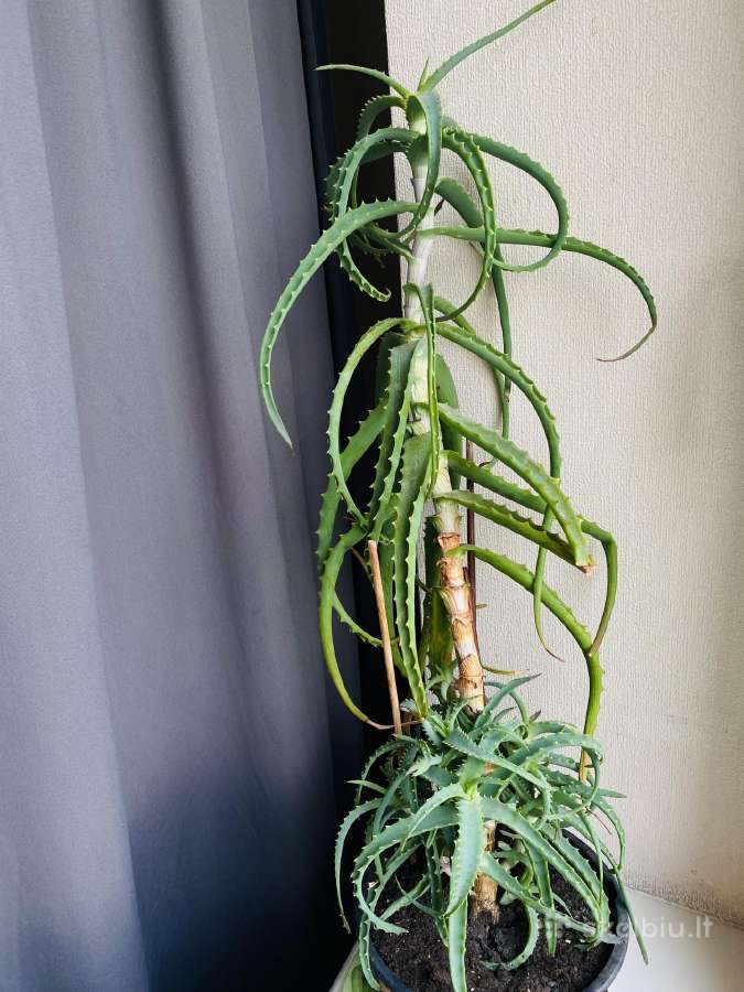 Parduodamas didelis Alijošius - nuotraukos Nr. 3