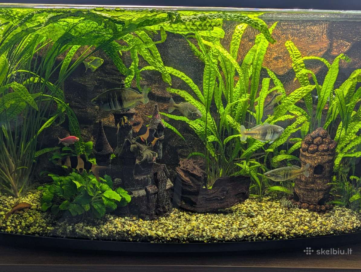 Akvariumas su spintele - nuotraukos Nr. 2