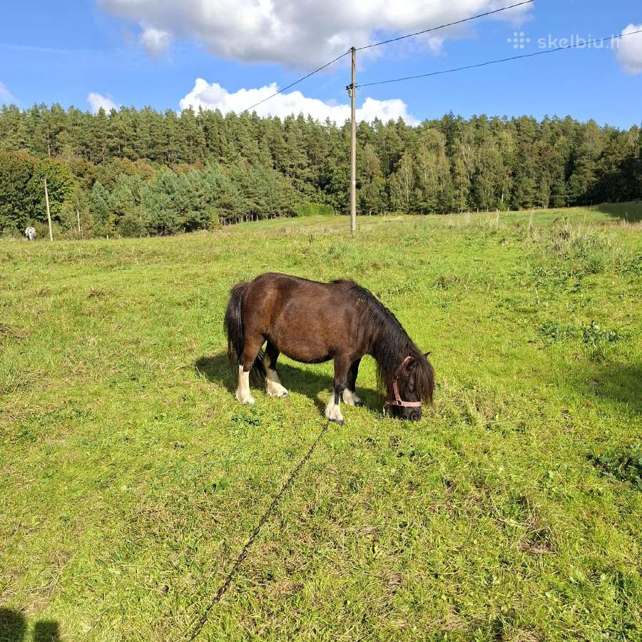 Poni kumelaitės - nuotraukos Nr. 3