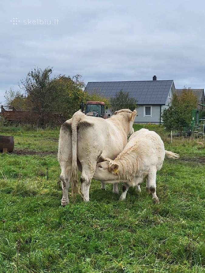 Šarolė buliukai, telyčaitės - nuotraukos Nr. 4