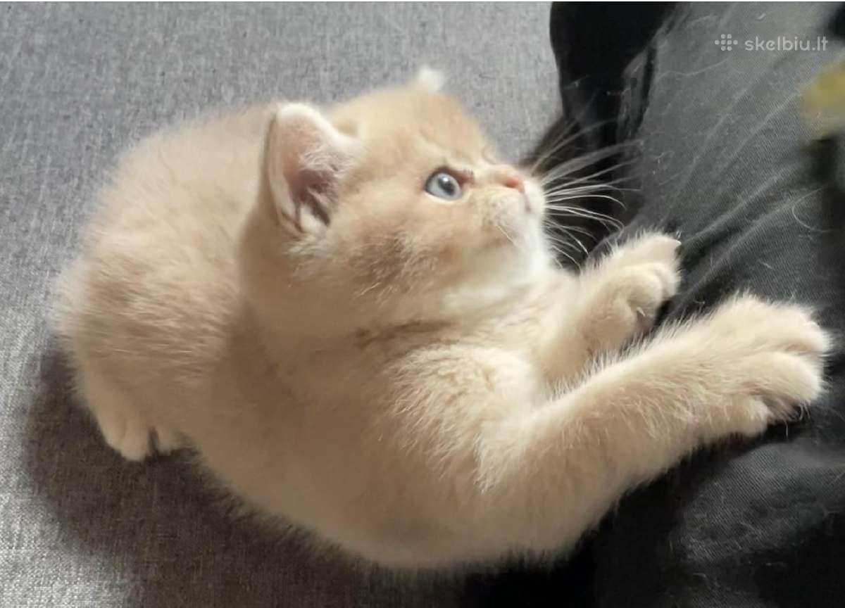 Golden Britukai iš Amber Villard Cattery - nuotraukos Nr. 4