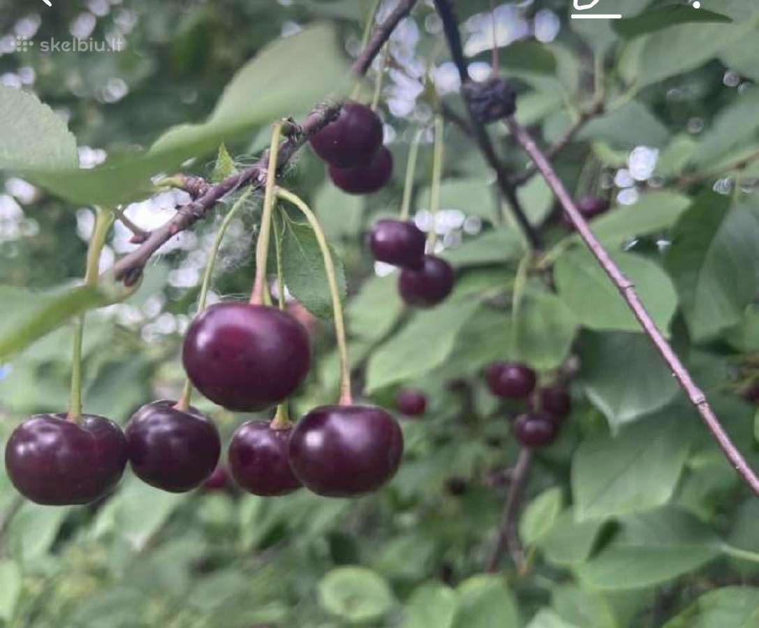 Sodas Janališkių k. SB "Linas" 12a. - nuotraukos Nr. 11