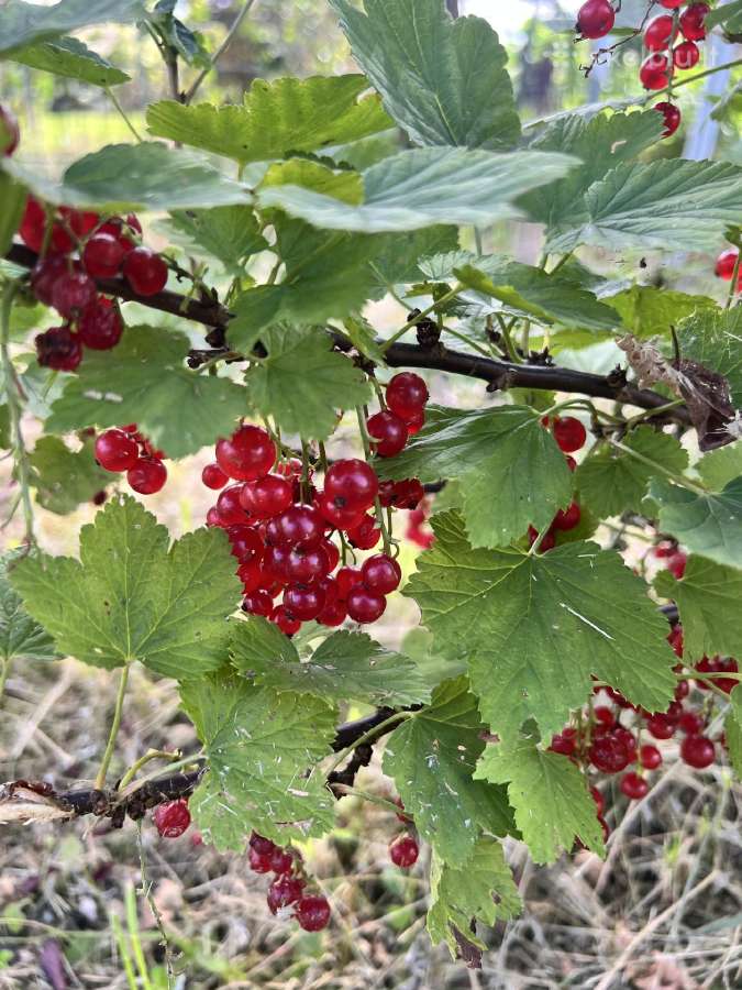 Sodas Janališkių k. SB "Linas" 12a. - nuotraukos Nr. 16