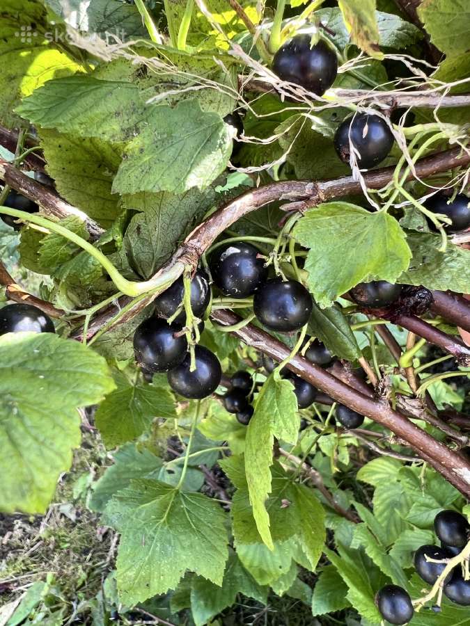 Sodas Janališkių k. SB "Linas" 12a. - nuotraukos Nr. 17