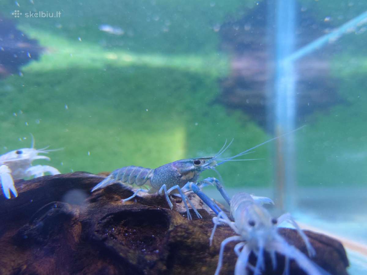 Australietiški raudonžnypliai vėžiai - nuotraukos Nr. 3