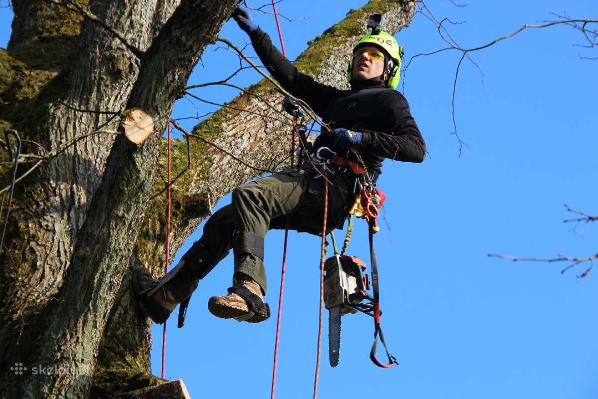Arboristų paslaugos, medžių pjovimas, genėjimas - nuotraukos Nr. 9