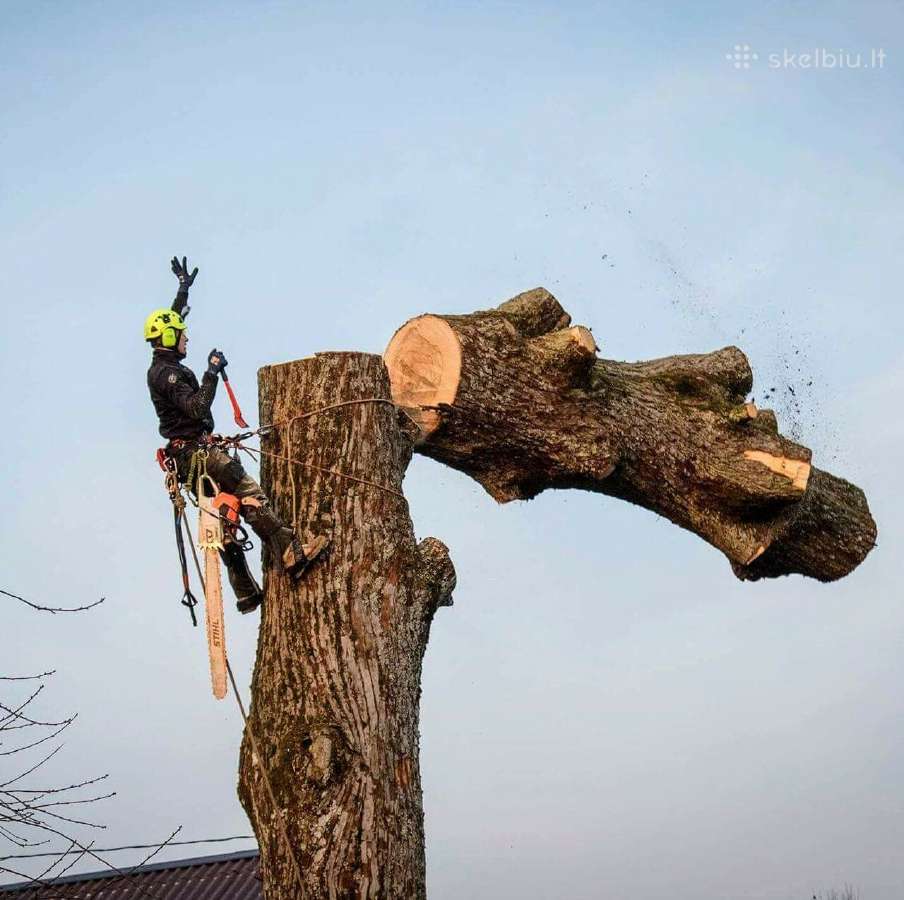 Arboristų paslaugos, medžių pjovimas, genėjimas - nuotraukos Nr. 4