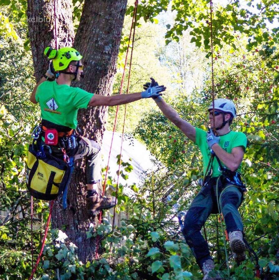 Arboristų paslaugos, medžių pjovimas, genėjimas - nuotraukos Nr. 13