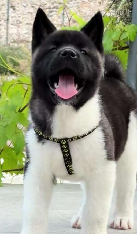 Amerikiečiu Akita šuniukai - nuotraukos Nr. 7