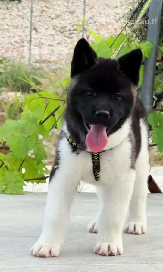 Amerikiečiu Akita šuniukai - nuotraukos Nr. 8