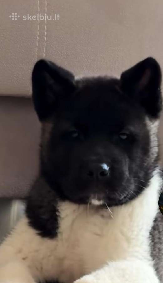 Amerikiečiu Akita šuniukai - nuotraukos Nr. 6