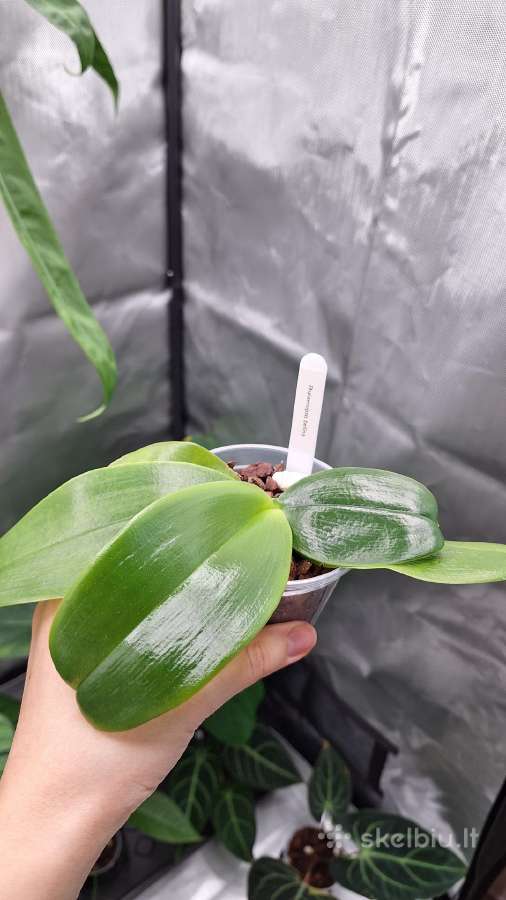 Phalaenopsis bellina, violacea - nuotraukos Nr. 2