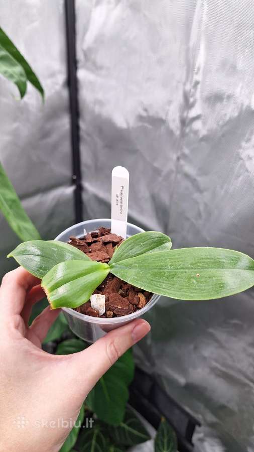 Phalaenopsis bellina, violacea - nuotraukos Nr. 3