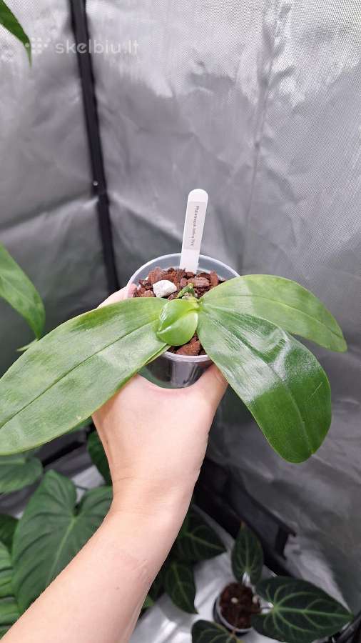 Phalaenopsis bellina, violacea - nuotraukos Nr. 4