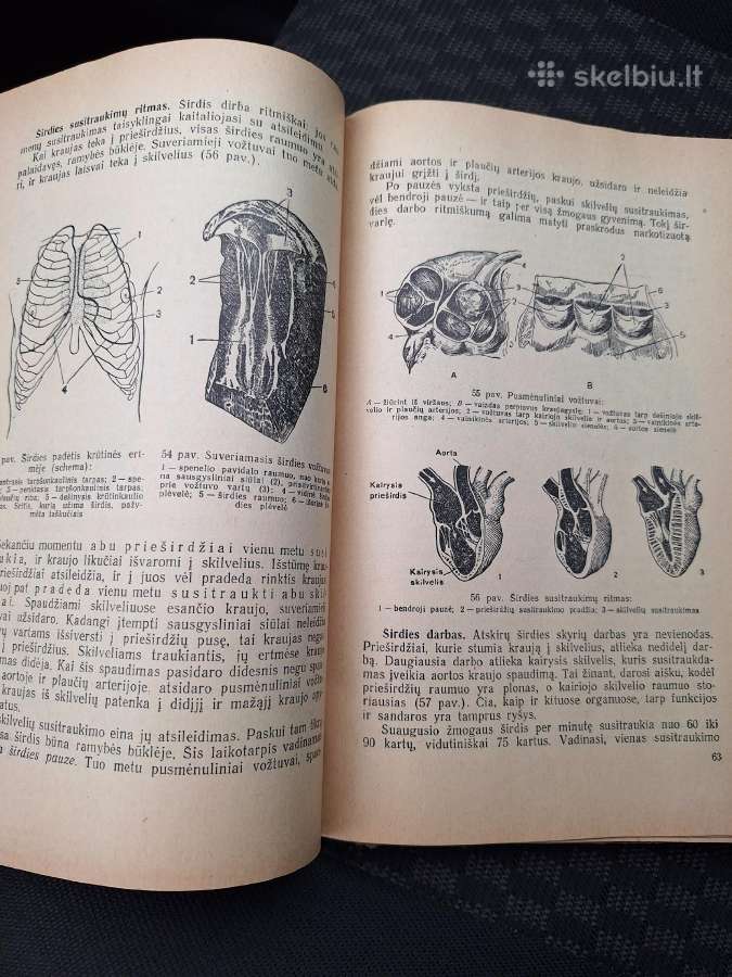 Žmogaus anatomija ir fiziologija - nuotraukos Nr. 2