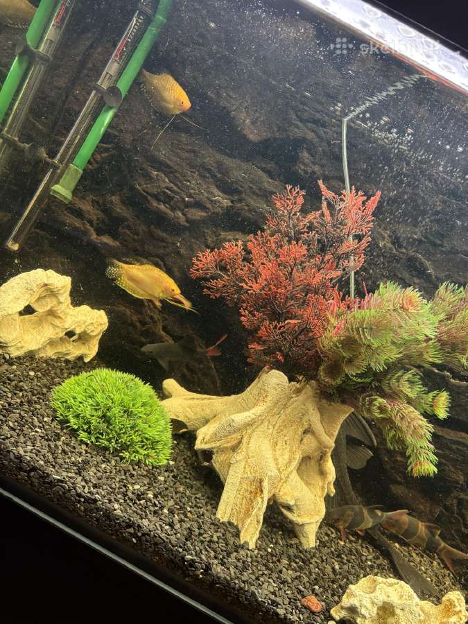 400l akvariumas - nuotraukos Nr. 4