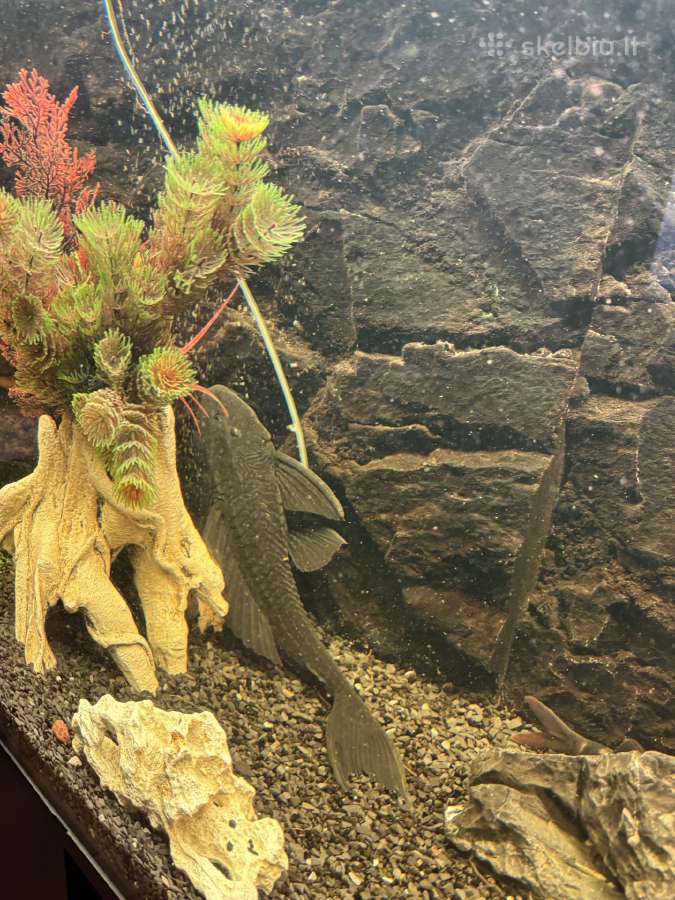 400l akvariumas - nuotraukos Nr. 6