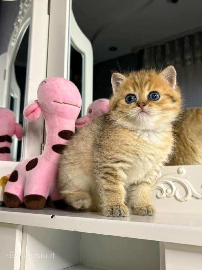 British shorthair - nuotraukos Nr. 2