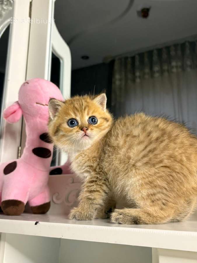 British shorthair - nuotraukos Nr. 3